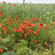 Mohn 3