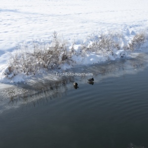 Enten /Schnee