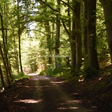 Waldweg