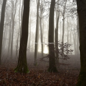 Bäume im Nebel 4