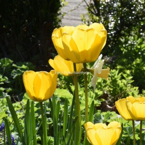 Tulpe
