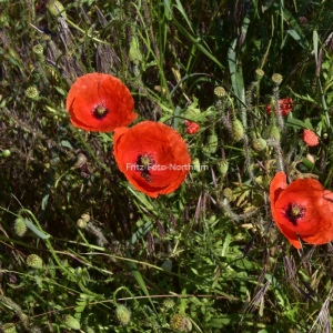 Mohn 4