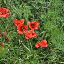Mohn 1