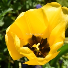 Tulpe 2