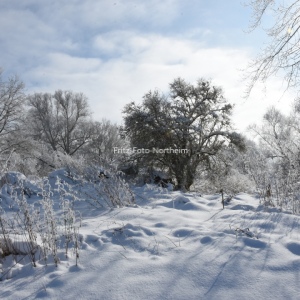 Schnee / Bäume