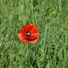 Mohn 2